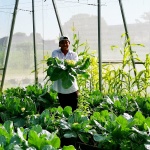 Garden Netting Pest Barrier: 10'x20' Fine Bug Netting for Garden Protection Row Cover Raised Bed Screen Mesh Greenhouse Mosquito Net, Protecting Tree Plants Vegetable Flowers Fruits - Image 6